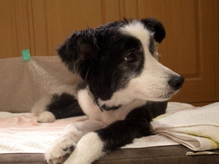 年を取って、あまり散歩しなくなった