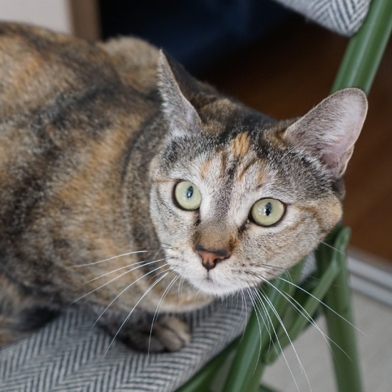 現在の虹。物おじしない性質。額には“小判”マークがあり、「私は財を呼ぶ招き猫にゃん」