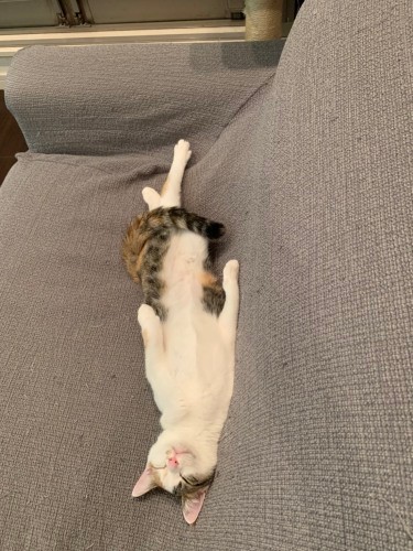 びよーん、チムのへそ天(優香さん提供)