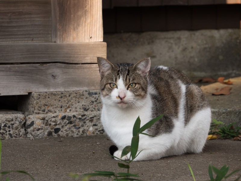 「この神社いいでしょ。お参りなら、私を拝むといいわよ」(小林写函撮影)