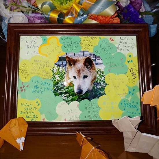 みんなに愛されていたロン。旅立ってから、動物病院やご近所さんからお花をもらい、子ども達からは寄せ書きのプレゼントをもらった(ゆき子さん提供)