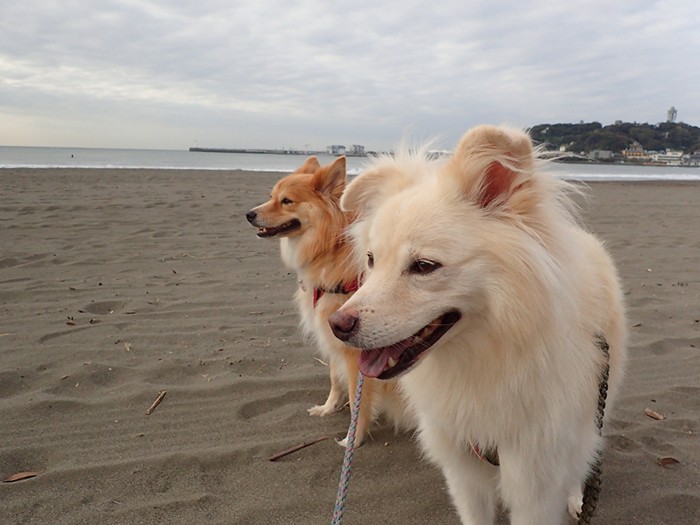 片瀬東浜海水浴場にて