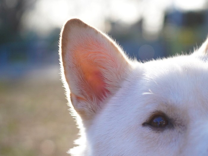 ピンク色の耳はいちじくを連想させる