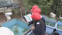 日本オランダ獅子頭と出合い早期退職…金魚2千匹以上を繁殖する元教師 香川・東かがわ市