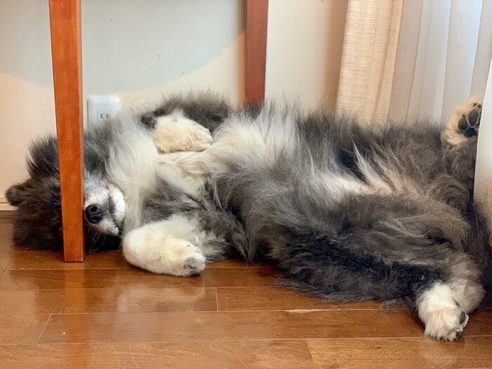 寝るときの定位置。壁にフィットするのが好き