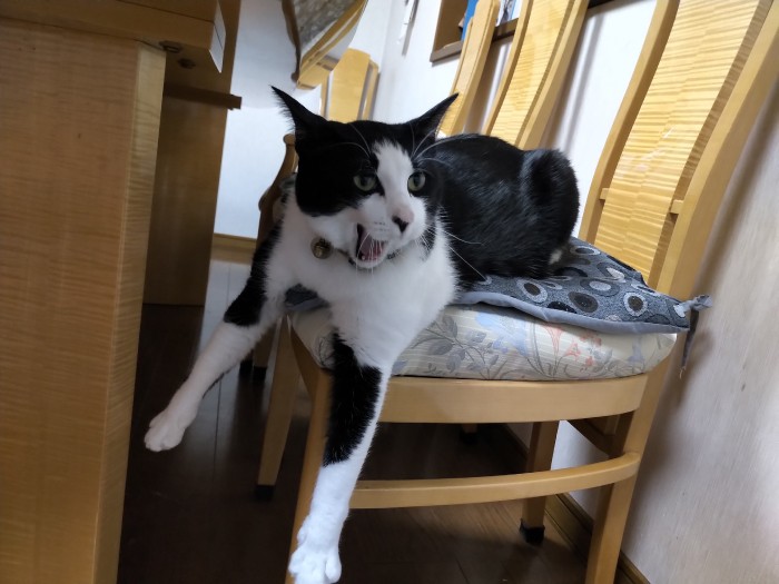 はやて君は手足も長い(坂本さん=はやて君の飼い主さん提供)