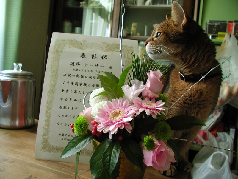 アーサーが18歳になったとき、動物病院からもらった感謝状。このときからかかりつけの先生にはお世話になっています