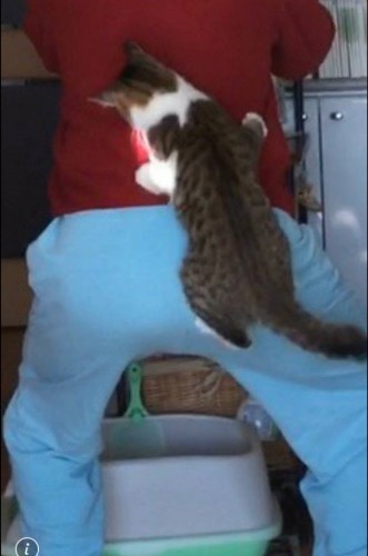 イタタタッ! 光の玉に反応し、筆者のお尻に飛びつくジャッキー