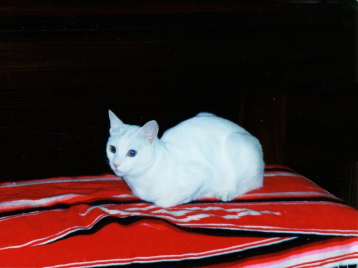 太郎、きりりと青年のお顔