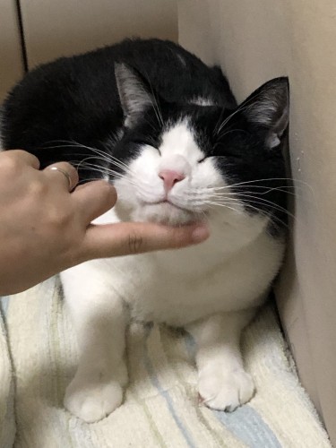 ママになでられて、なんて幸せそうな表情!ずっと楽しく暮らしてね……(M男さん提供)