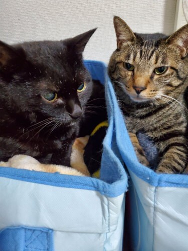 はっぴー(左)が来て、イキイキしたみたい