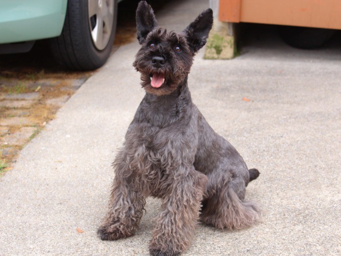 早くボールを投げて