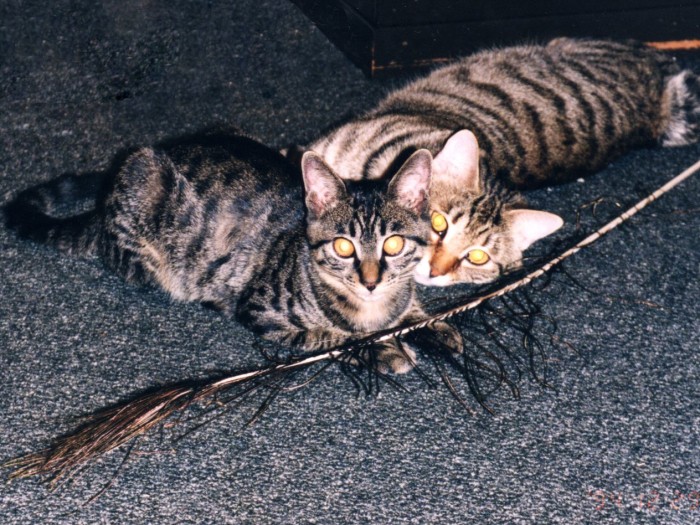 子猫のプリンはペレの弟分