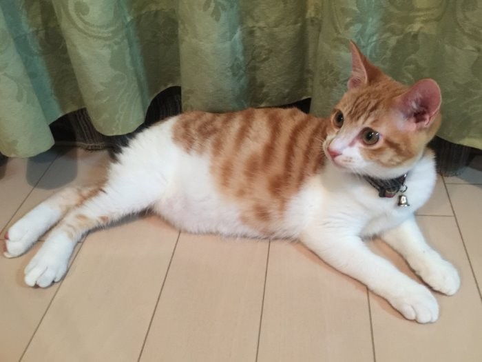 来てまもない頃(生後半年)のぽん太「ぼくも可愛かったんだよ」