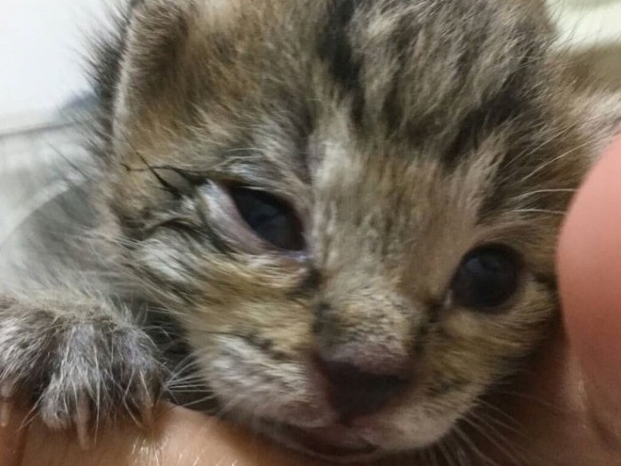 小さな命を放っておけない