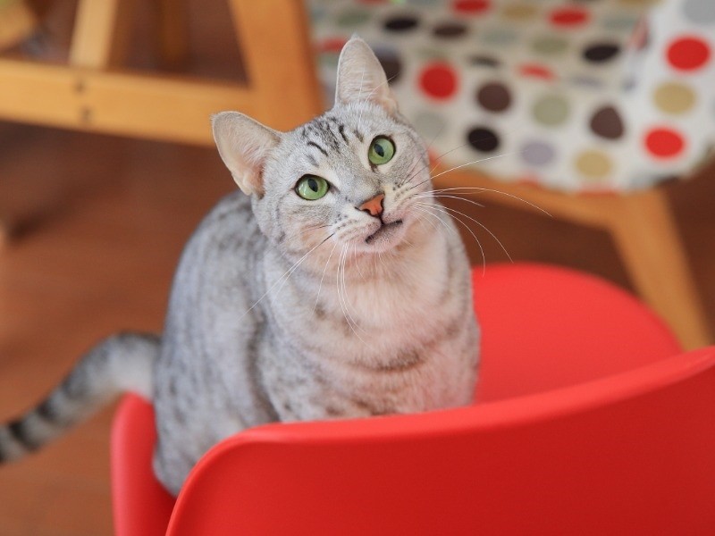 パパとママが結婚して来たのが「寿一郎」、かっこいい弟分