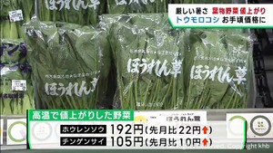 厳しい暑さで葉物野菜が値上がり 暑さに強いトウモロコシは甘く実入りが良い