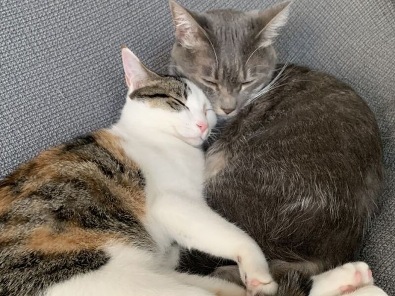 グリにくっつく甘えん坊のチム(優香さん提供)