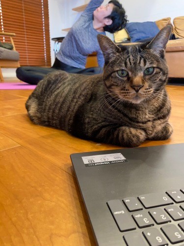 カメラ目線で何か訴える久太郎。「後ろでママが真剣にヨガ中だにゃん」(千鶴子さん提供)