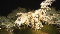 栗林公園で桜のライトアップを楽しもう 試験点灯が行われる 高松市