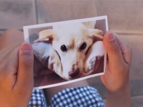 飼育放棄されていた犬「はな」 家族に迎えた少女は愛情を注ぎ、7週間後に見送った