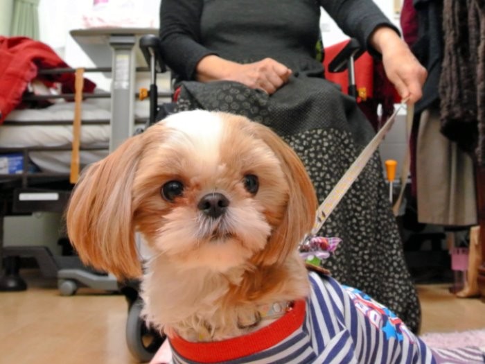 好川さんの愛犬シーちゃん