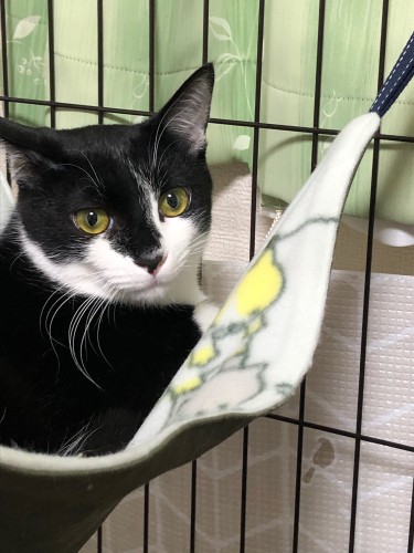 ミールもハンモックを楽しんで(M男さん提供)