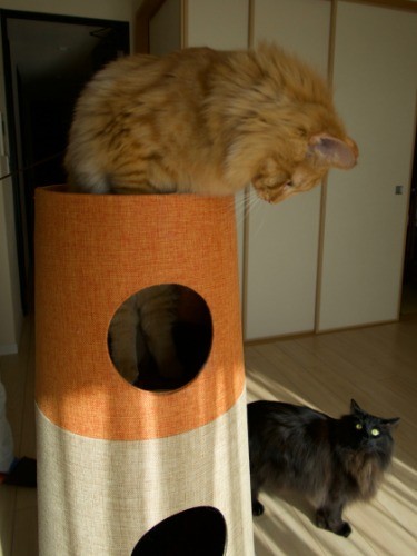 マロンに頂上をゆずられたみかんは「え、降りちゃうの?」の顔