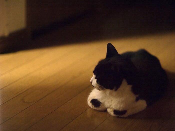 「今日もいい日だった。そろそろ夕げの時間かな」(小林写函撮影)