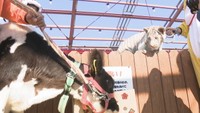 客のハートを“トラ”えて離さない年に  動物園で干支の引き継ぎ式 香川・東かがわ市