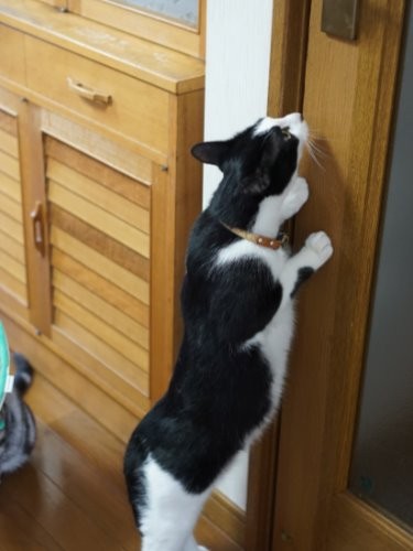 最近ドアをあけられるようになったよ