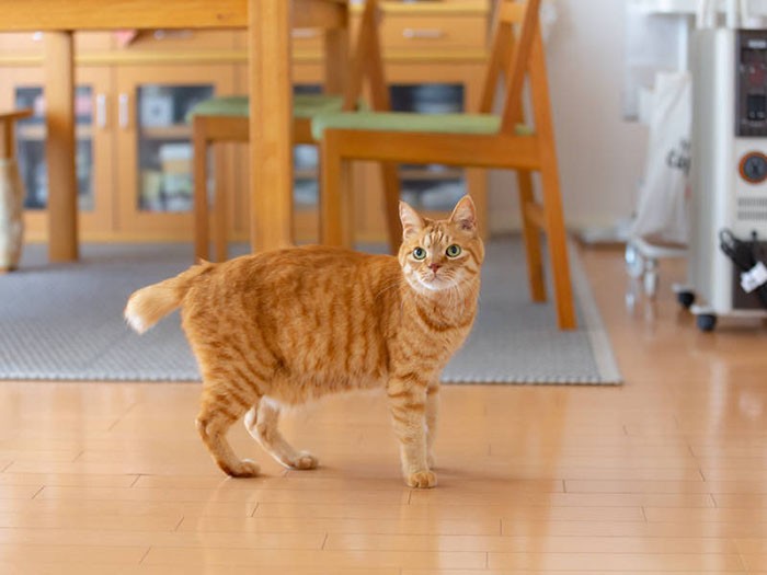 タビーリーダーのもと、今日も瀧本家は平和です