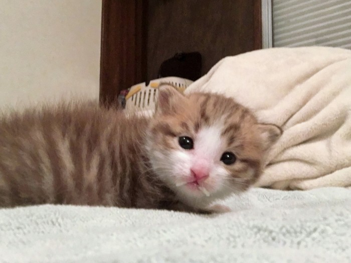 ヒデ似