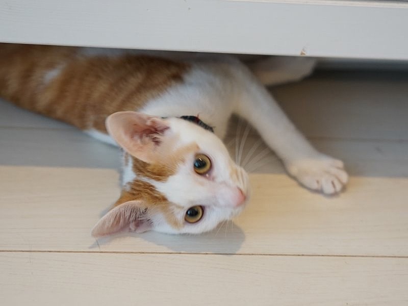 東京都動物愛護相談センターより引き出した笙(推定4か月)「ぼく可愛いよ、家族探してるんだ」