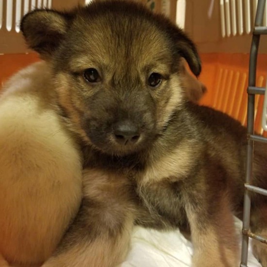 香川県からきた子犬。8月15,16日の京王百貨店の譲渡会に参加予定(おーあみ避難所提供)