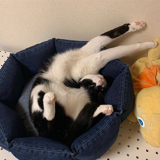 アクロバティックな体勢でくつろぐばんぐくん