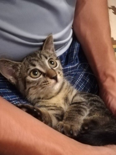 「ほんとにほんと?」「本当だよ」