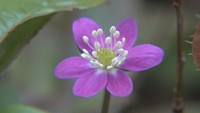 春を告げる「雪割草」の花が満開 岡山・新見市の満奇洞で