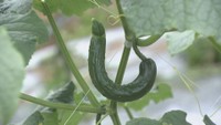 農家「出荷できない…」 長雨でキュウリに“異変” 価格の値上がりも 香川