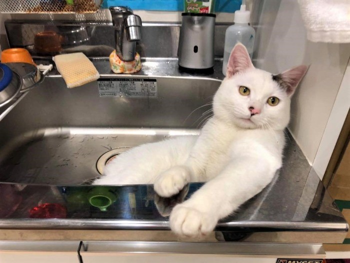 「mocoどうぶつ病院」の流し台でくつろぐ、東京にやってきたばかりのゆわんくん(斎藤先生提供)