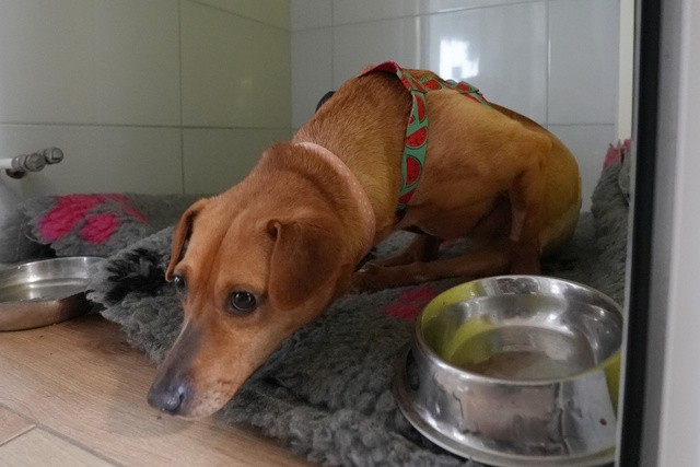 ペットのシェルターで一時的に保護されているウクライナ東部から避難してきた犬。保護された時、体に銃弾が残っていた=2022年3月30日、ポーランド南東部プシェミシル、遠藤啓生撮影