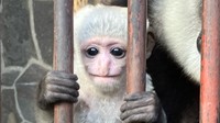 池田動物園でアビシニアコロブスの赤ちゃん誕生 親と異なり全身「真っ白」 岡山市