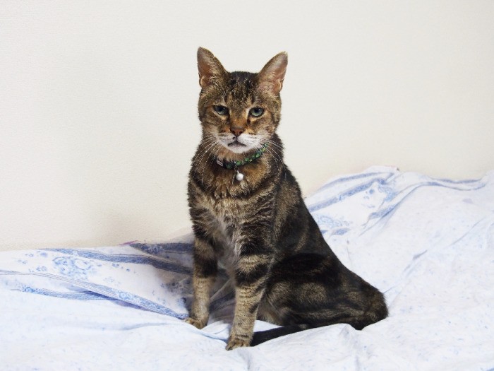 ゴン太のお城は、お父さんの寝室