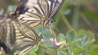9月7日は「白露」 生き物たちにも秋の気配 岡山