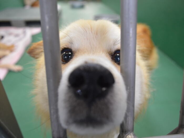 興味津々の様子の犬