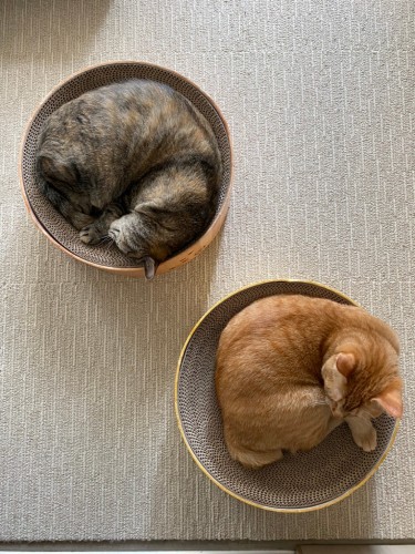 がんの後、幸せの輪がふたつ、生まれたんです。「今がしあわせ」「みんな幸せだにゃん」(池田さん提供)