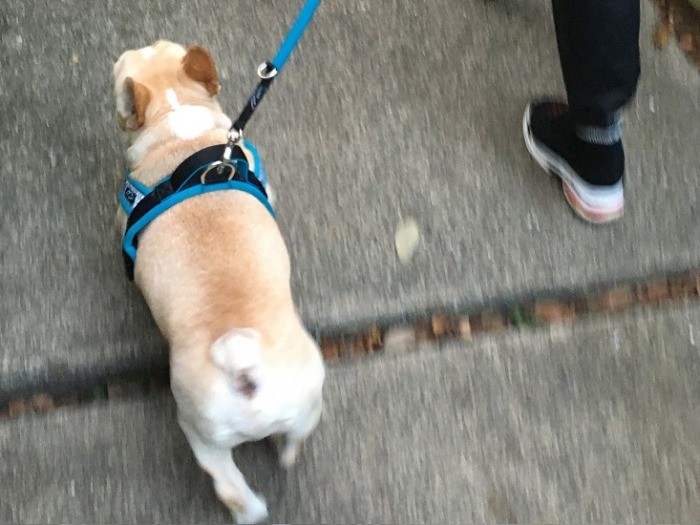 お散歩もがんばってるよ