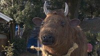 2021年は丑年!神社に巨大な「牛のオブジェ」がお目見え 新型コロナの終息や疫病退散願う 香川・まんのう町
