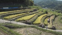 小豆島の棚田で稲刈り体験 香川