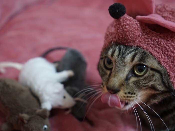 ぺろり。えっ、狙ってないよ